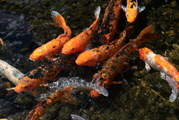 Muchos peces koi de diferentes tamaños y color naranja nadando en un estanque de agua dulce con fondo rocoso en el parque de animales en Fuerteventura, Islas Canarias.