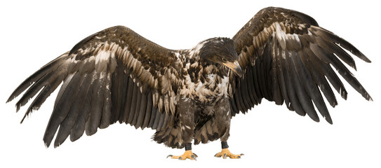Buzzard Eagle Preparing to Fly Away