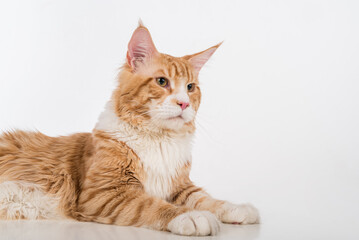 Curious Maine Coon Cat Sitting on the White Table with Reflection. White Background. Portrait.
