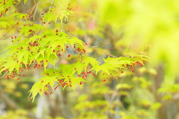 モミジの新緑と花