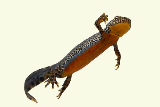 Male Alpine Newt (Ichtyosaura alpestris), Ruhr-District, Germany