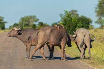 Crédence de cuisine en verre imprimé Parc national du Cap Le Grand, Australie occidentale African buffalos, Cape buffalos - Syncerus caffer on the road. Photo from Kruger National Park in South Africa.
