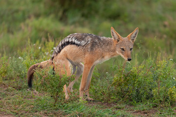 Naklejka na ściany i meble Black-backed jackal, silver-backed jackal - Lupulella mesomelas mesomelas defecationg in the grass. Photo from Kruger National Park in South Africa.
