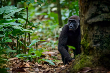 Western lowland gorilla (Gorilla gorilla gorilla) in Marantaceae forest. Odzala-Kokoua National Park. Cuvette-Ouest Region. Republic of the Congo