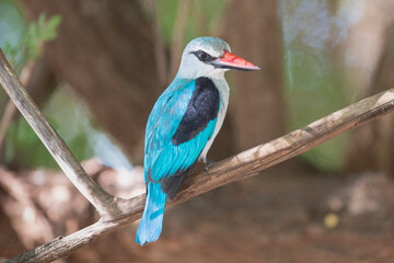Woodland kingfisher - Halcyon senegalensis perched with brown background. Photo from Kruger...
