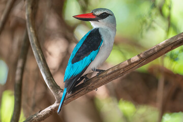 Woodland kingfisher - Halcyon senegalensis perched with brown green background. Photo from Kruger National Park in South Africa.