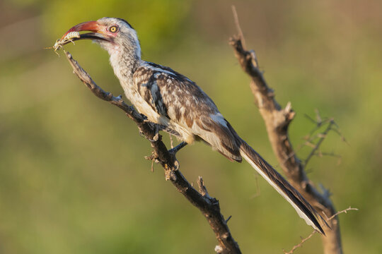 Southern red-billed hornbill - Tockus rufirostris perched with insect in beak with green background. Photo from Kruger National Park in South Africa.