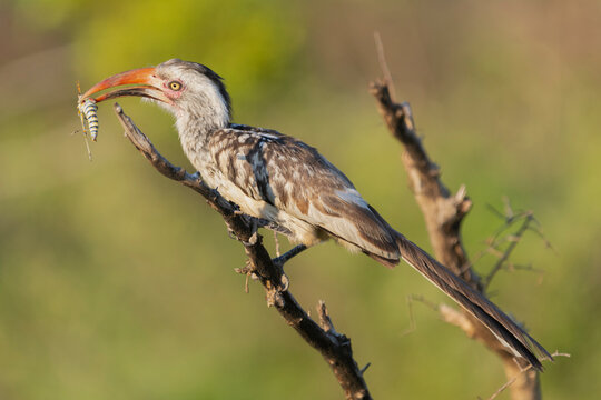 Southern red-billed hornbill - Tockus rufirostris perched with insect in beak with green background. Photo from Kruger National Park in South Africa.