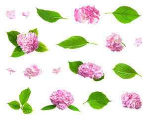 Pink Hydrangea flowers and green leaves isolated on white background. With clipping path. Beautiful pink spring summer flower. Elements for design, postcards