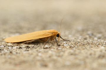 Closeup of the orange footman moth , Eilema sororcula, sitting on a stone