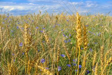 Obraz premium A golden wheat field with cornflowers under a blue sky with clouds on a sunny summer day. Floral background. Wallpaper. Beautiful landscape. Soft focus