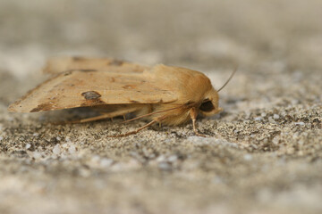 Closeup on the yellow colored Bordered straw moth, Heliothis peltigera sitting on stone
