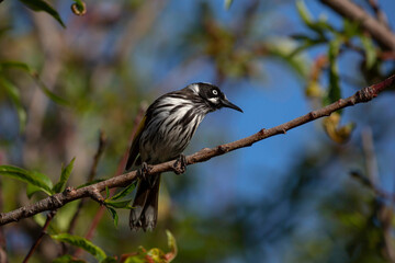 Australian New Holland Honey Eater bird perched on a branch mid song.