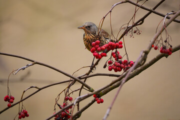 The fieldfare - Turdus pilaris is a member of the thrush family Turdidae
