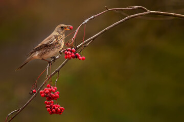 The fieldfare - Turdus pilaris is a member of the thrush family Turdidae
