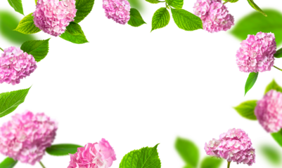 Frame from Beautiful pink hydrangea flowers, green leaves isolated on white background. With clipping path. Floral card for the holiday. International Women's Day, March 8, mother's day
