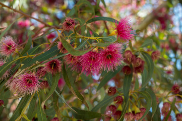 Orange Eucalyptus Flowers on a blurred background, close-up