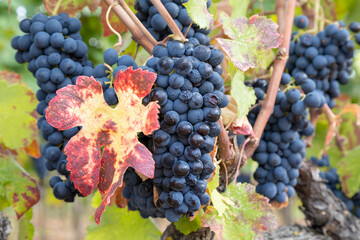 Grapes closeup in vineyards 