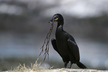 Shag bird with seaweed