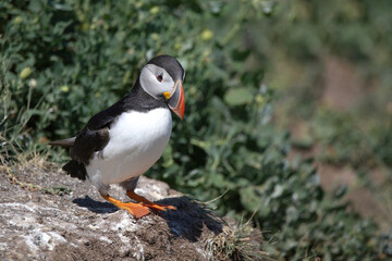 Puffin