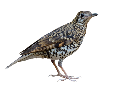 exotic bird with camouflage in tiger livery proundly standing on old timber isolated on white background, white's thrush