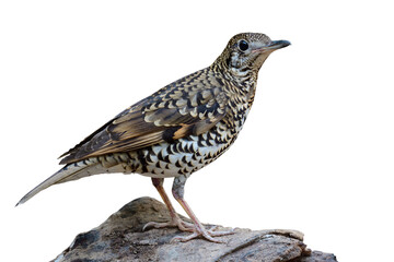 exotic bird with camouflage in tiger livery proundly standing on old timber isolated on white background, white's thrush
