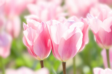 Obraz premium 寄り添い合う淡いピンクのチューリップ