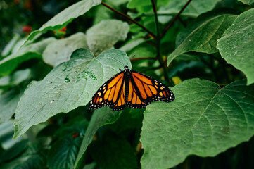 Beautiful butterfly with open wings on plant