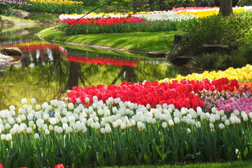 チューリップの花畑
（20118年、国営昭和記念公園）