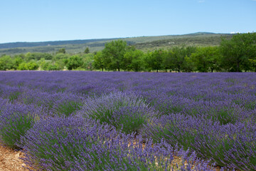 Naklejka premium lavender field in provence region