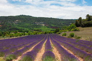 Fototapeta na wymiar Lavender field in Provence region, in France