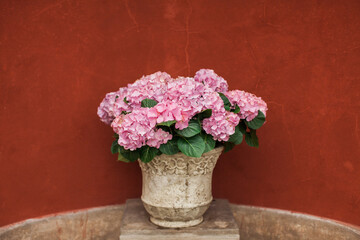 Pink hydrangea flowers in a vase on a red background, hydrangea pot 