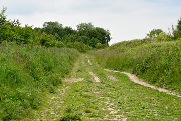 Single track road or footpath through woodland with grass verge
