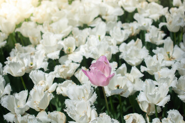 Fototapeta na wymiar Blooming tulip flowers in spring as floral background