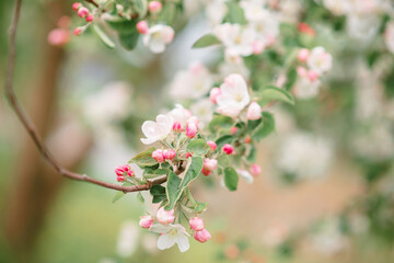 Fototapeta na wymiar spring flowering in the garden of apple and pear