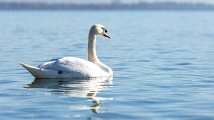 Der Bodensee und seine Bewohner