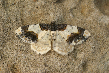 Closeup on a colorful the scorched carpet geometer moth, Ligdia adustata, with spread wings on wood