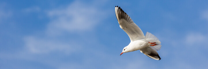 Wassertiere am Bodensee