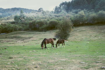 two horses in the middle of the field next to forest and mountains
