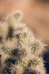 Close up of a cactus at the desert.