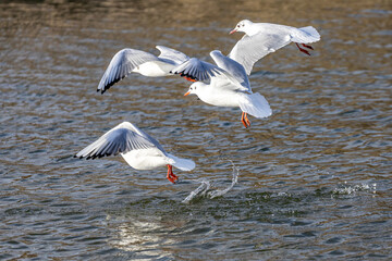 Insektenparadies am Lavendel