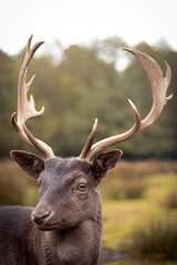 horned deer on a field