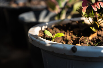 seedling in a pot