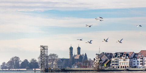 Wasservögel am Bodensee