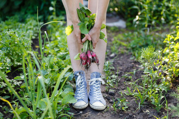young woman holds a bunch of fresh radishes to herself on a farm