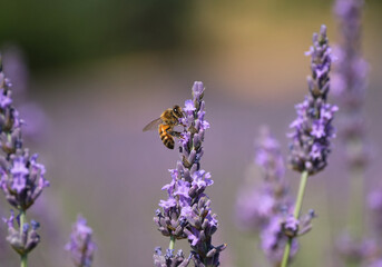 Honey bee collecting pollen from lavender flower