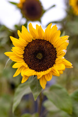 Close up of bright yellow sunflower with blurred background