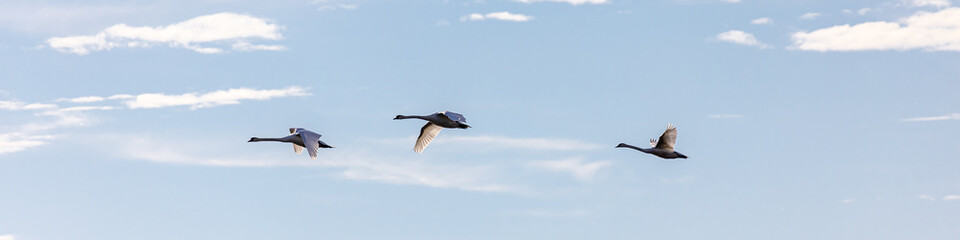 Enten, Möwen, Raben in Friedrichshafen am Bodensee