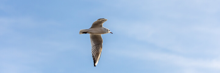 Fliegende Möwe im Panoramaformat