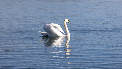 Schwan auf dem Bodensee